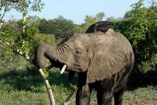 Afrikanischer Elefant (60 von 131).jpg